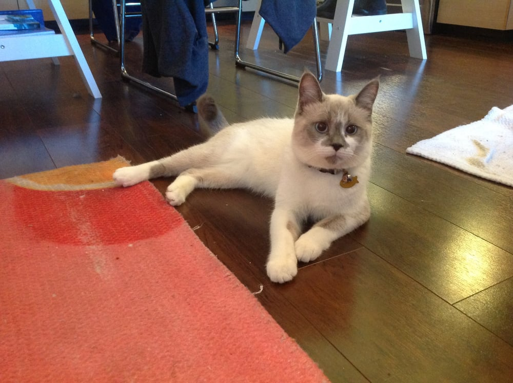 San Francisco s Top 9 Veterinary Clinics for Your Pet