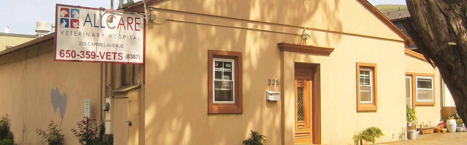 San Francisco s Top 9 Veterinary Clinics for Your Pet