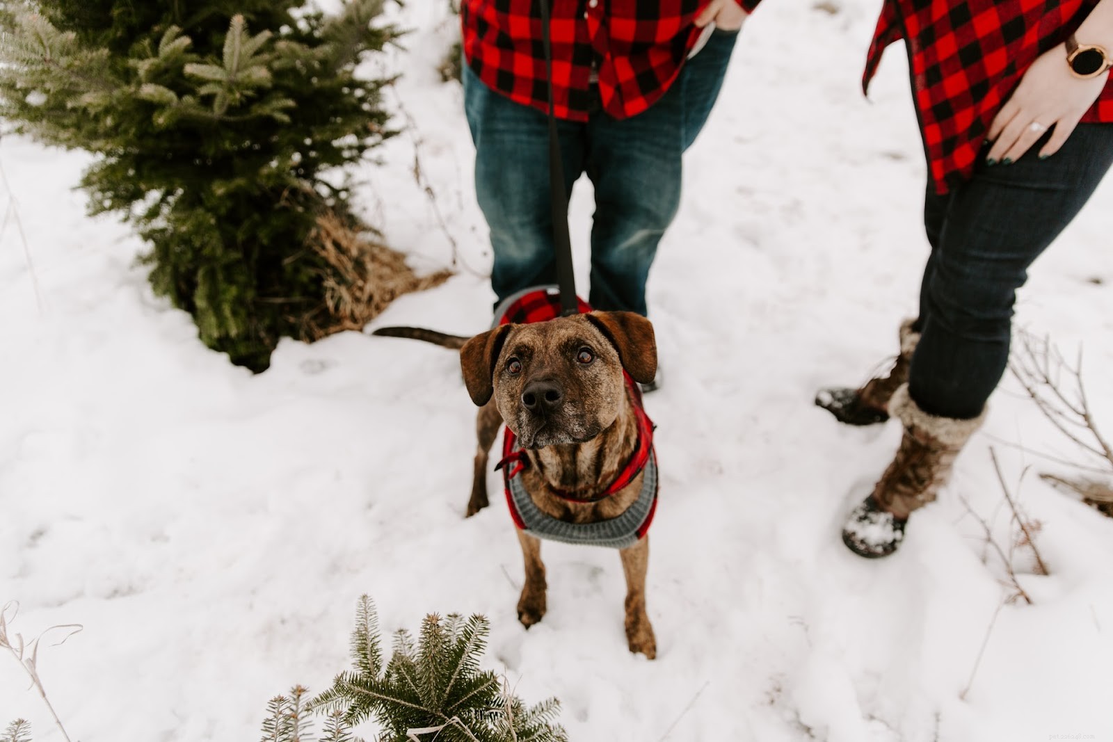 Do Dogs Need Sweaters? Expert Guide to Dressing Your Pup for Winter Weather