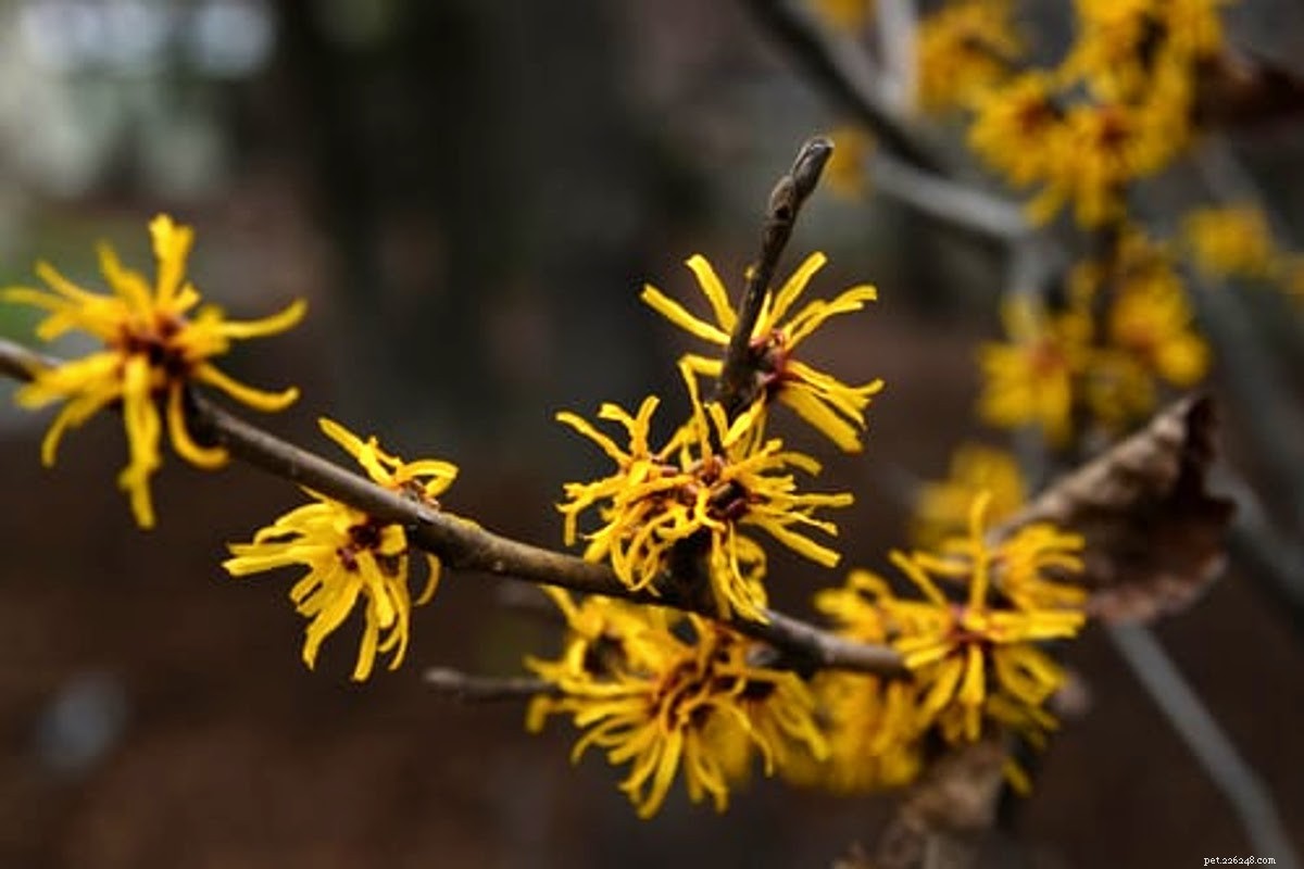 Witch Hazel for Dogs: Safety, Uses, and Tips