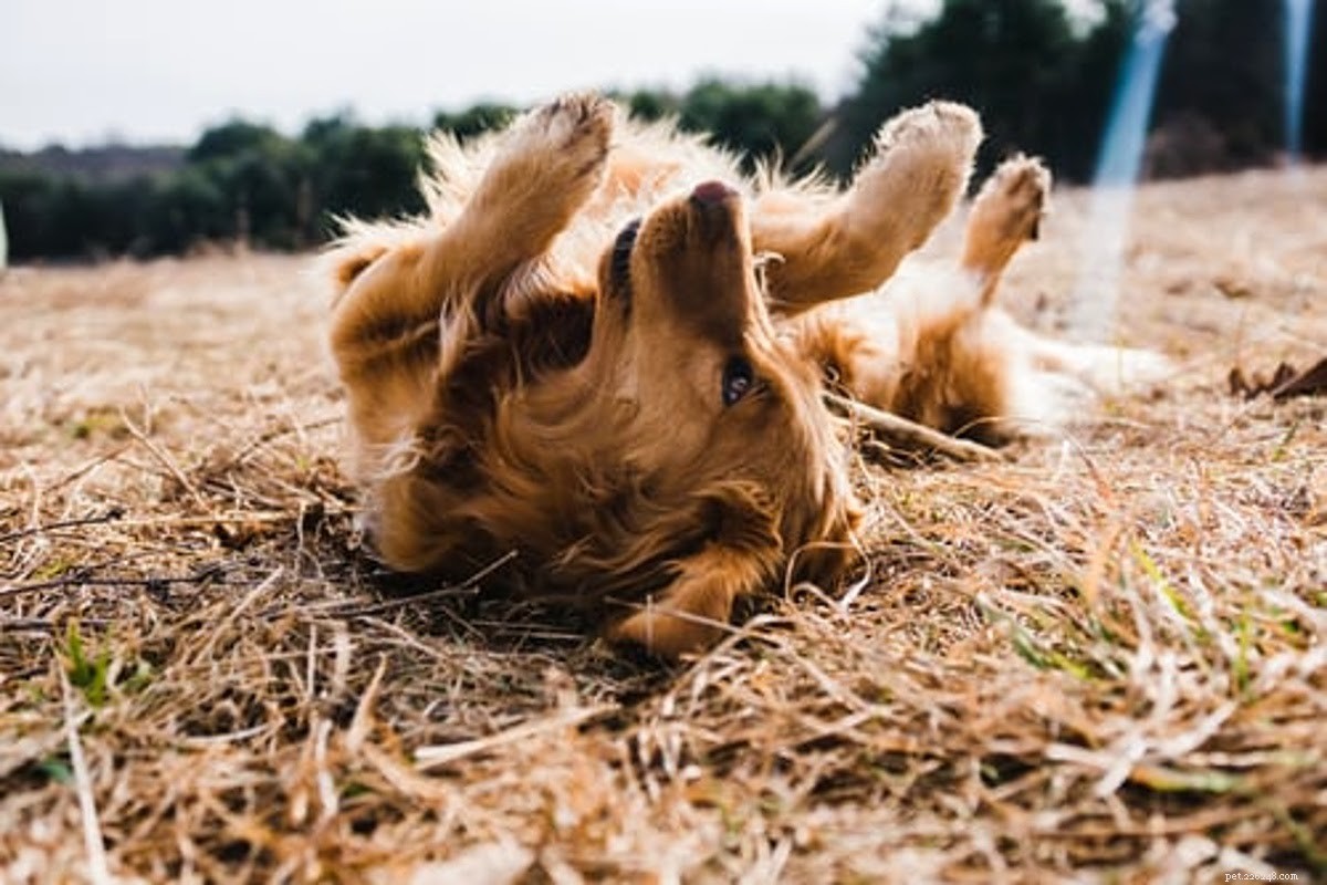 Witch Hazel for Dogs: Safety, Uses, and Tips