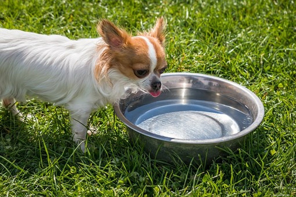Essential Gifts for New Dog Owners: Boosting Comfort & Confidence