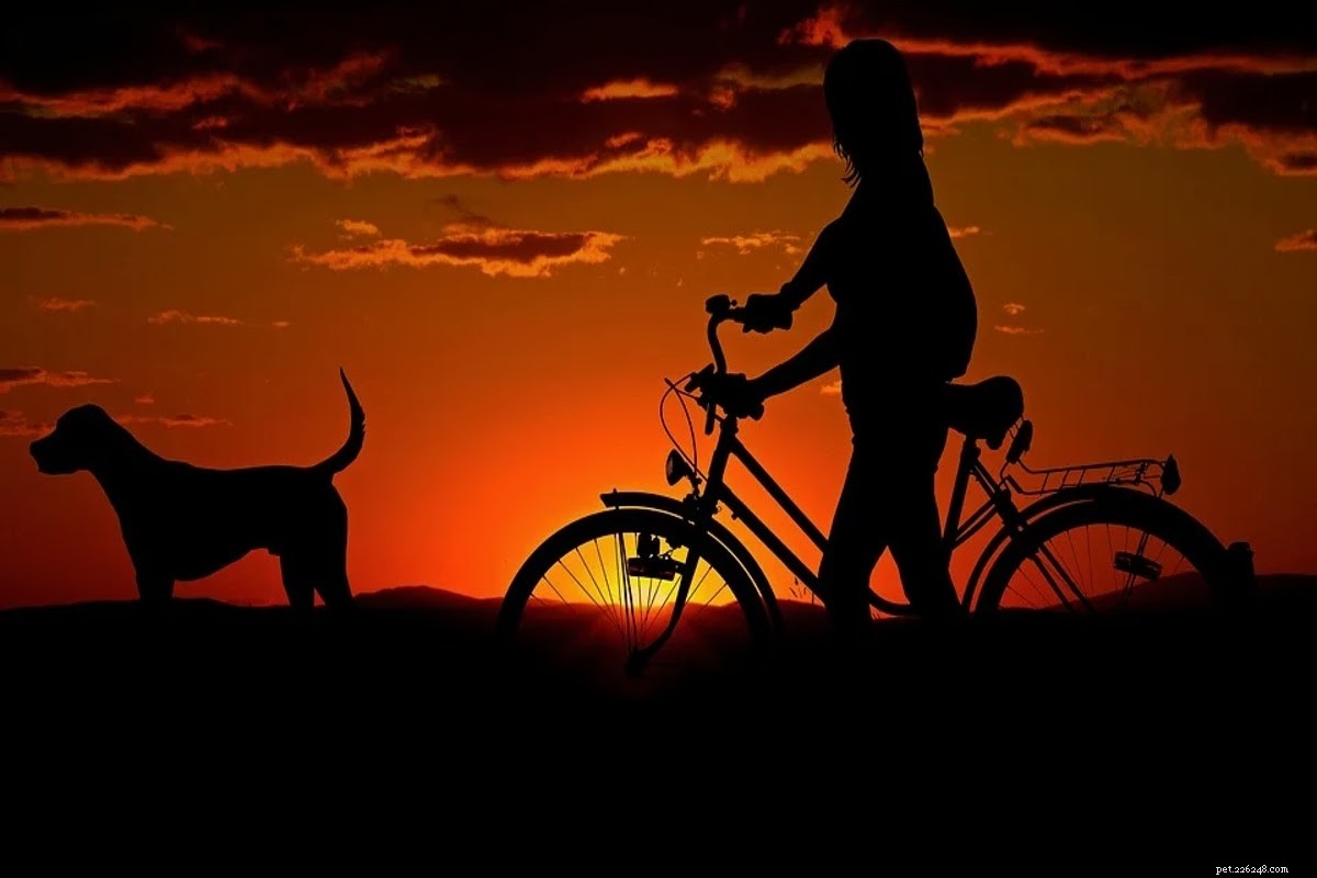 Essential Gifts for New Dog Owners: Boosting Comfort & Confidence