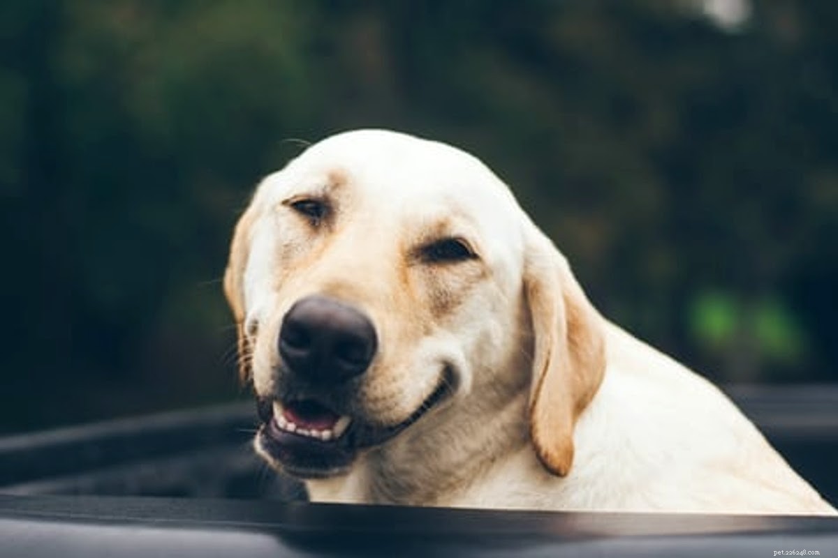 Fast & Safe Ways to Heal Your Dog’s Minor Wound