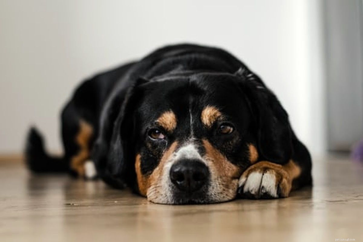 Fast & Safe Ways to Heal Your Dog’s Minor Wound