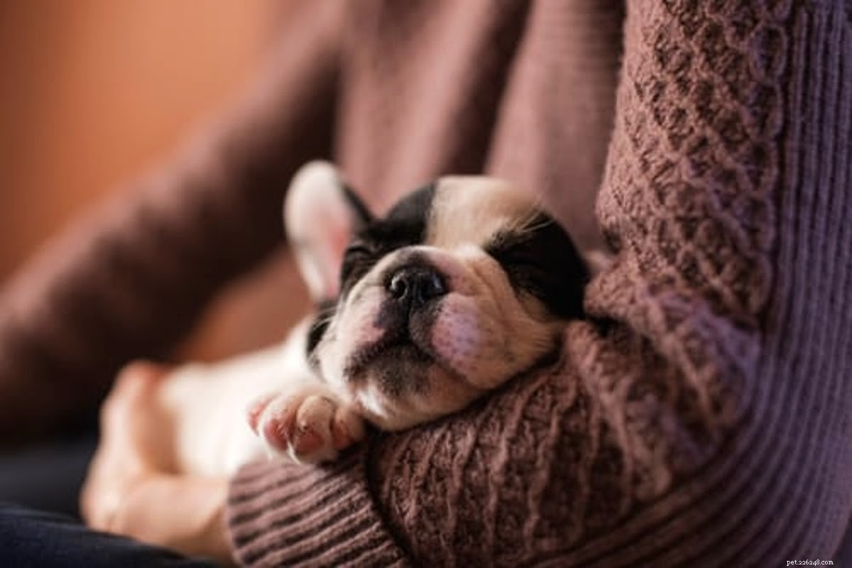 Fast & Safe Ways to Heal Your Dog’s Minor Wound