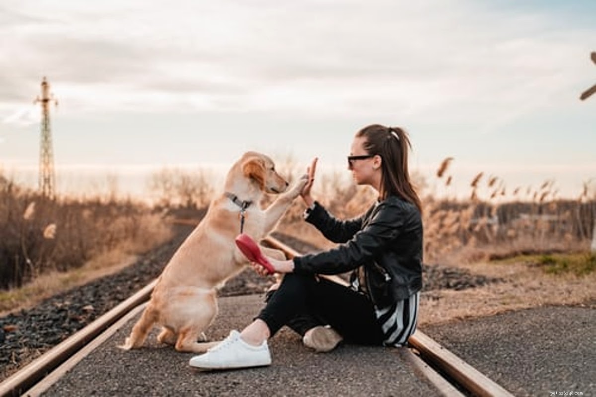 The Ultimate Gift Guide for Dog Owners: Pawsome Presents & Stocking Stuffers