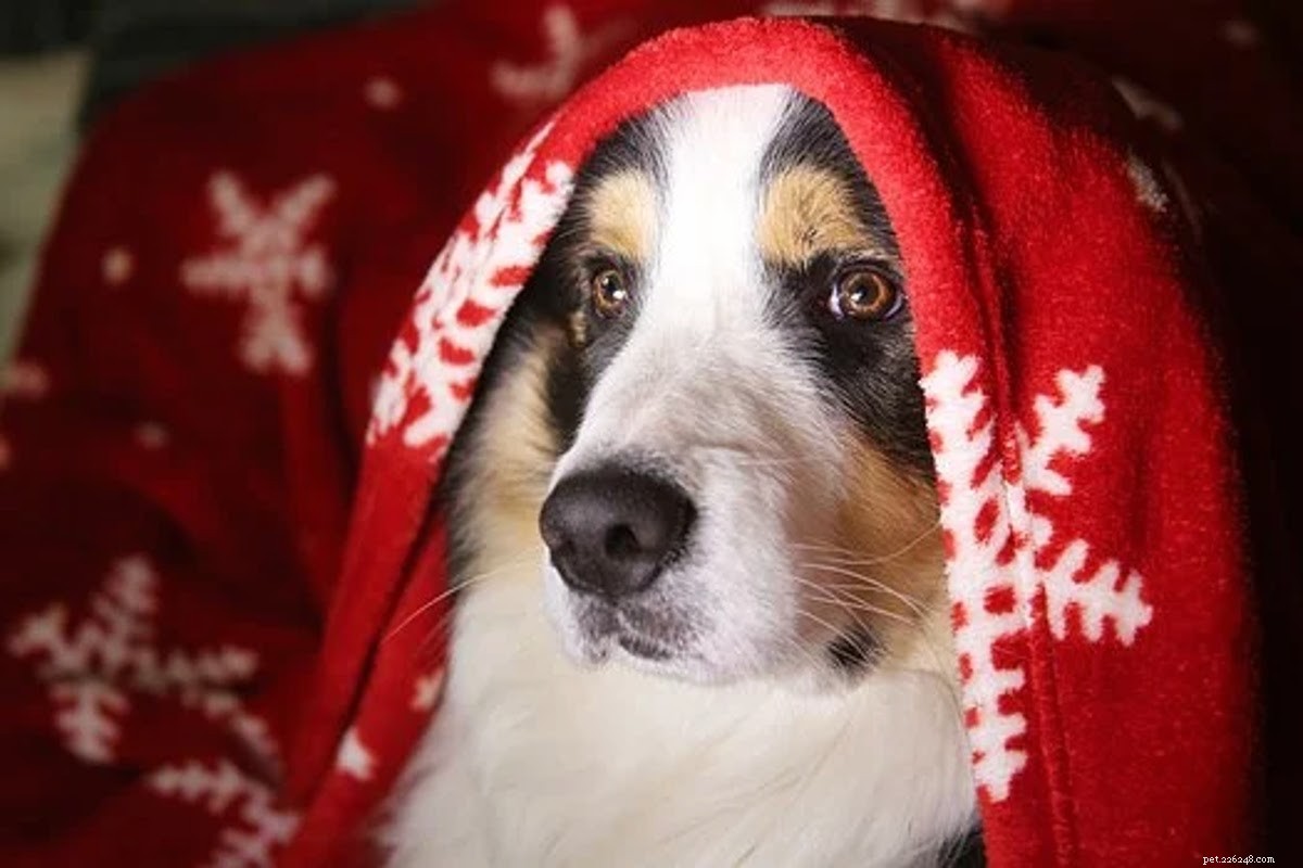 The Ultimate Gift Guide for Dog Owners: Pawsome Presents & Stocking Stuffers