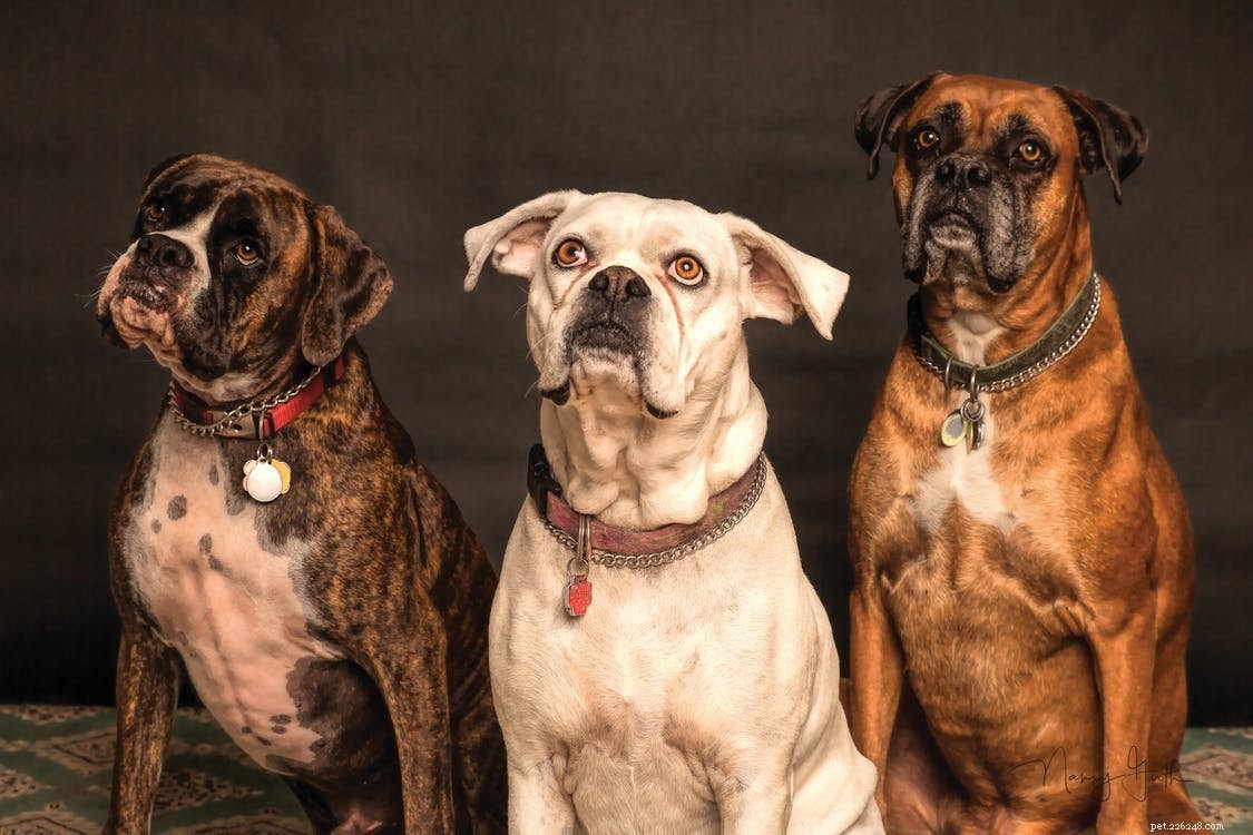 The Ultimate Gift Guide for Dog Owners: Pawsome Presents & Stocking Stuffers
