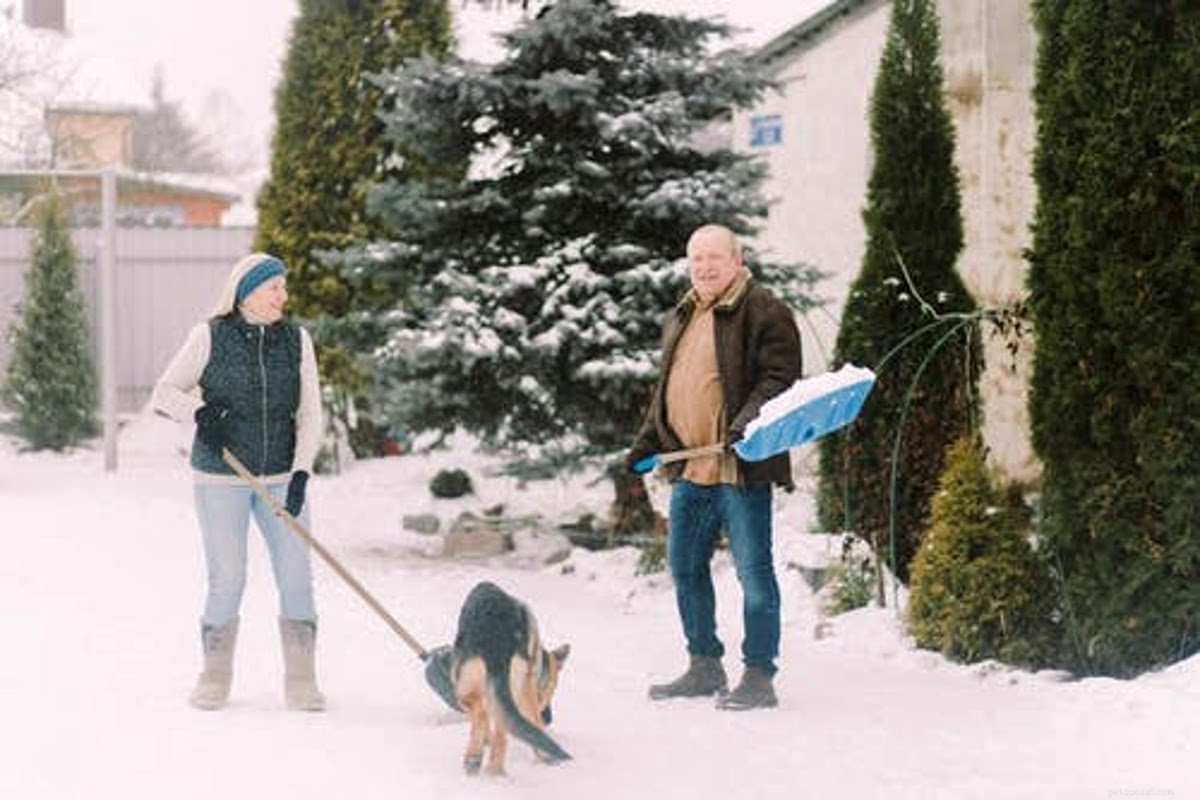 How to Remove Mites from Your Dog: A Comprehensive Guide