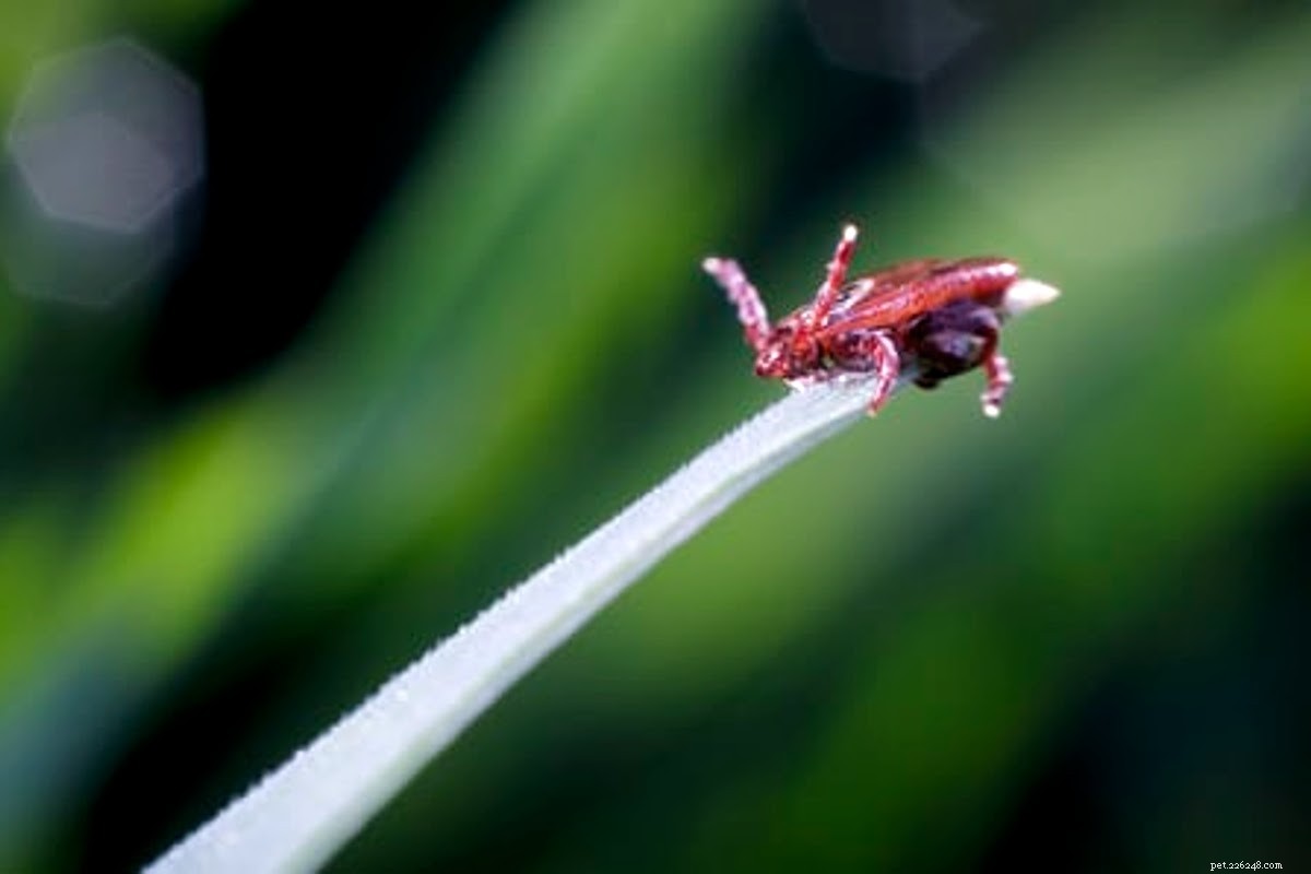 How to Remove Mites from Your Dog: A Comprehensive Guide