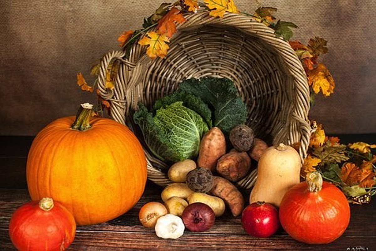 Is Turkey Safe for Dogs? Vet-Approved Thanksgiving Menus for Pets