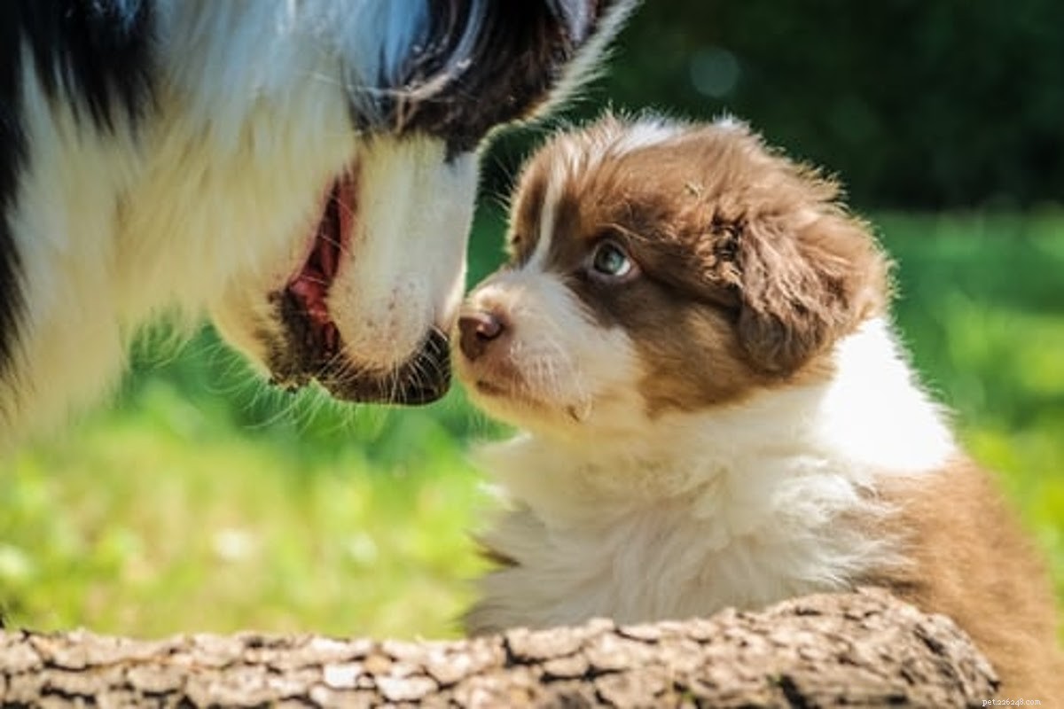 Understanding Canine Hair Loss: Causes, Symptoms & Solutions for Pet Owners