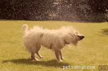 Expert Guide to a Stress‑Free Dog Bath (Part 2)