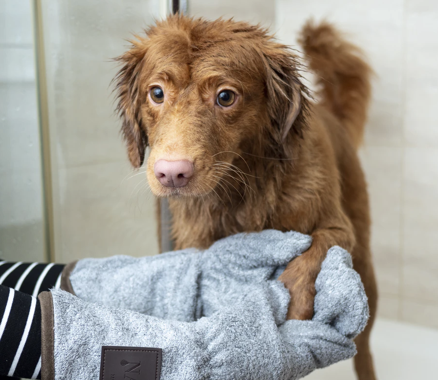 Expert Guide to a Stress‑Free Dog Bath (Part 2)