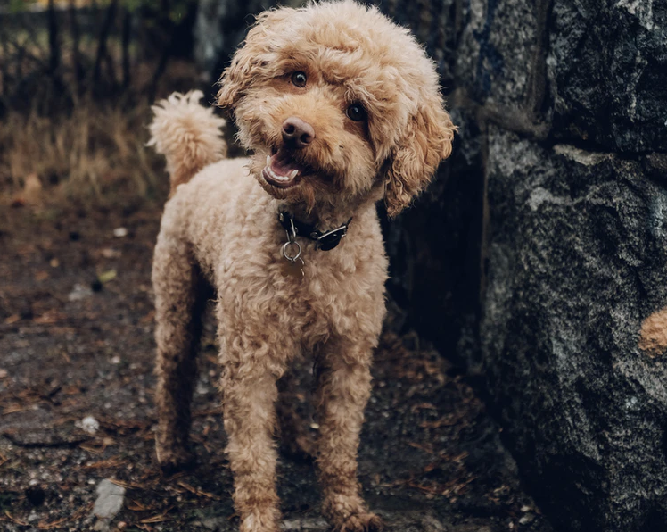 Expert Guide to a Stress‑Free Dog Bath (Part 2)