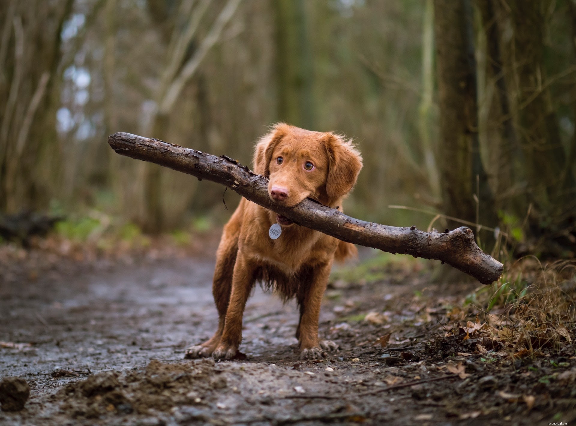Preparing Your Dog for a Bath: Essential Steps for a Stress-Free Experience (Part 1)