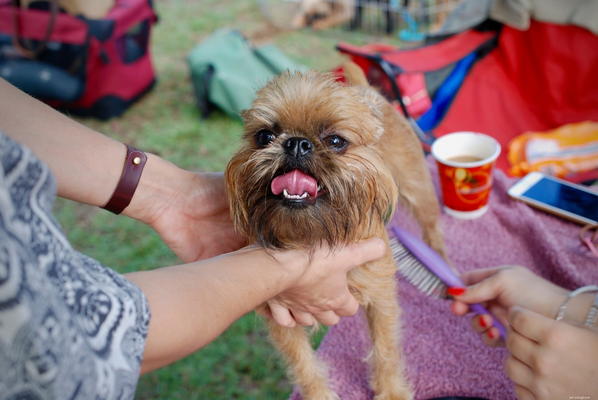 Preparing Your Dog for a Bath: Essential Steps for a Stress-Free Experience (Part 1)