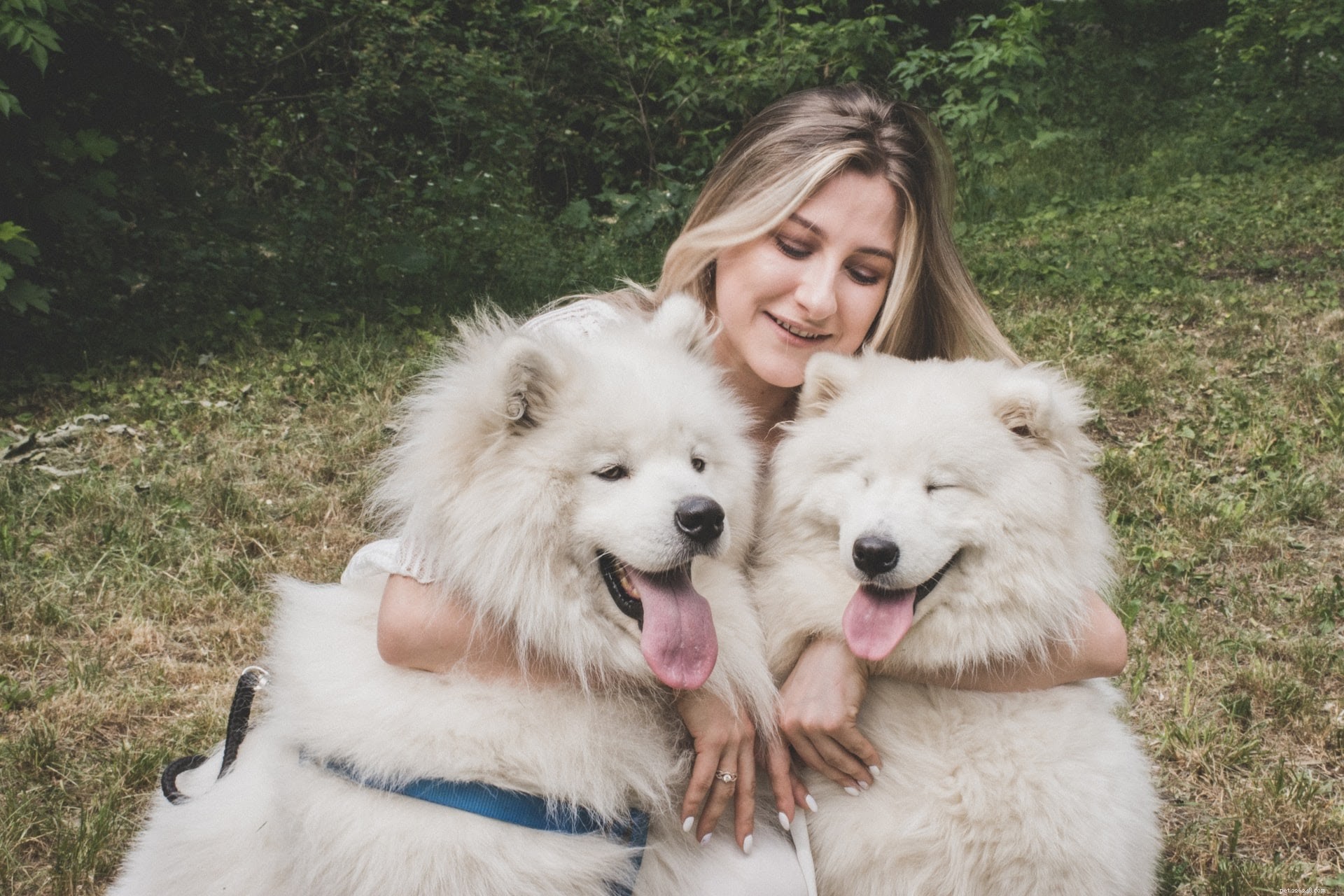Preparing Your Dog for a Bath: Essential Steps for a Stress-Free Experience (Part 1)