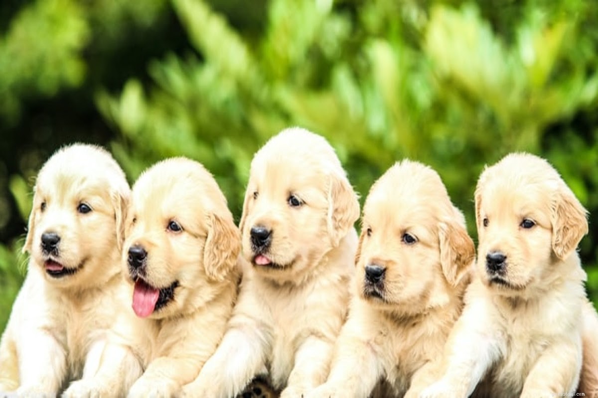 Dog Wound Spray: Definition, Benefits, and How to Choose the Best Option