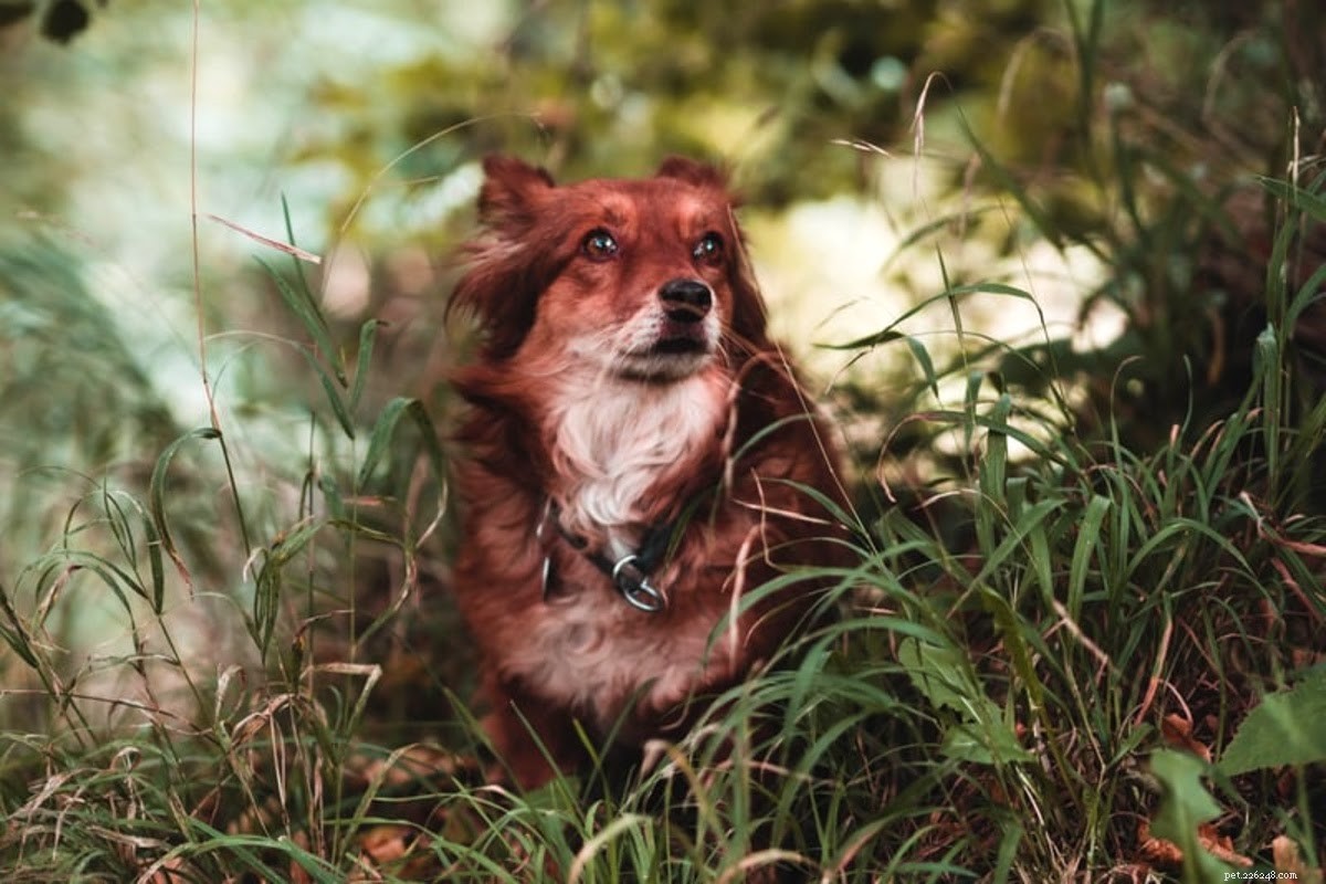 Dog Wound Spray: Definition, Benefits, and How to Choose the Best Option