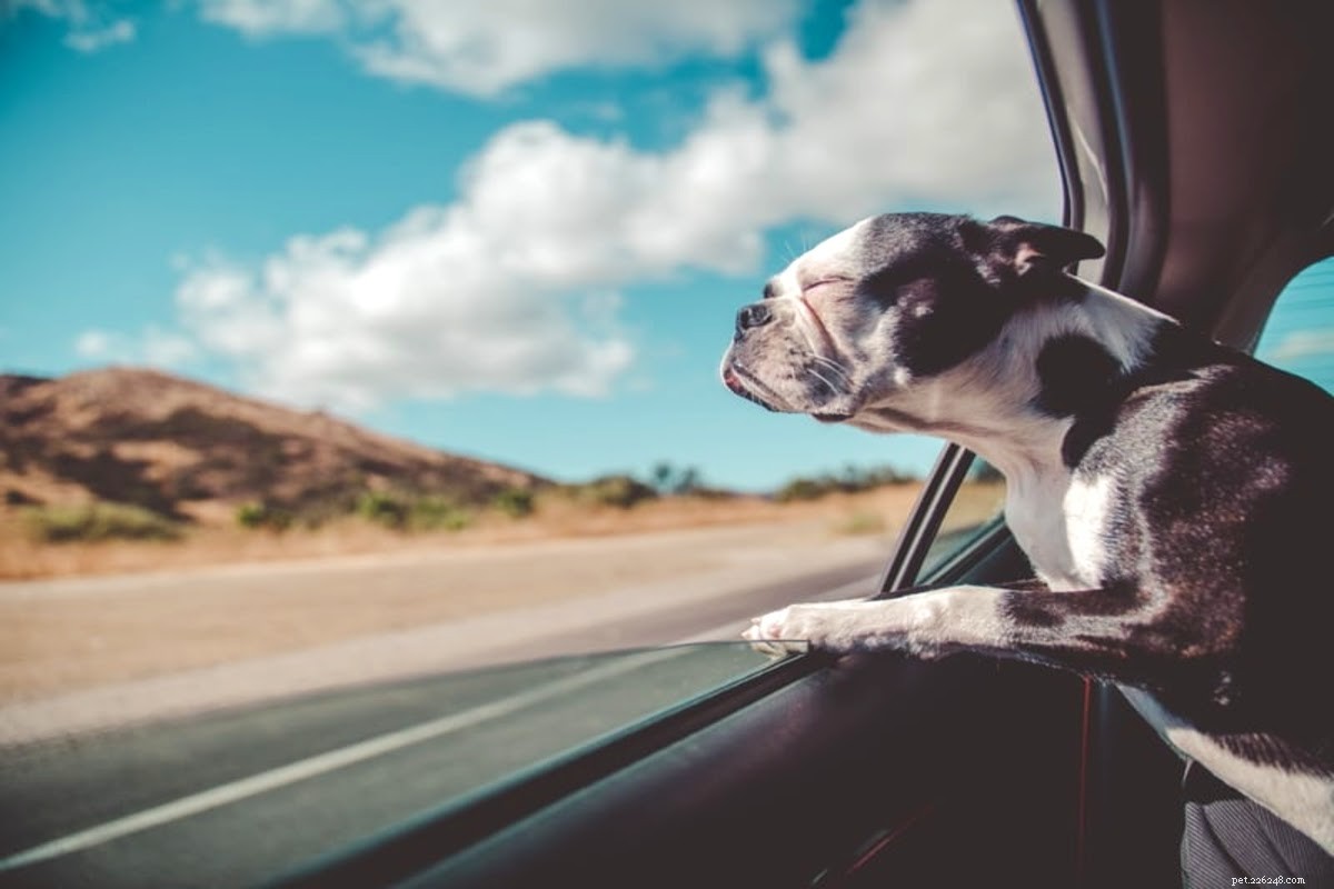 Dog Wound Spray: Definition, Benefits, and How to Choose the Best Option
