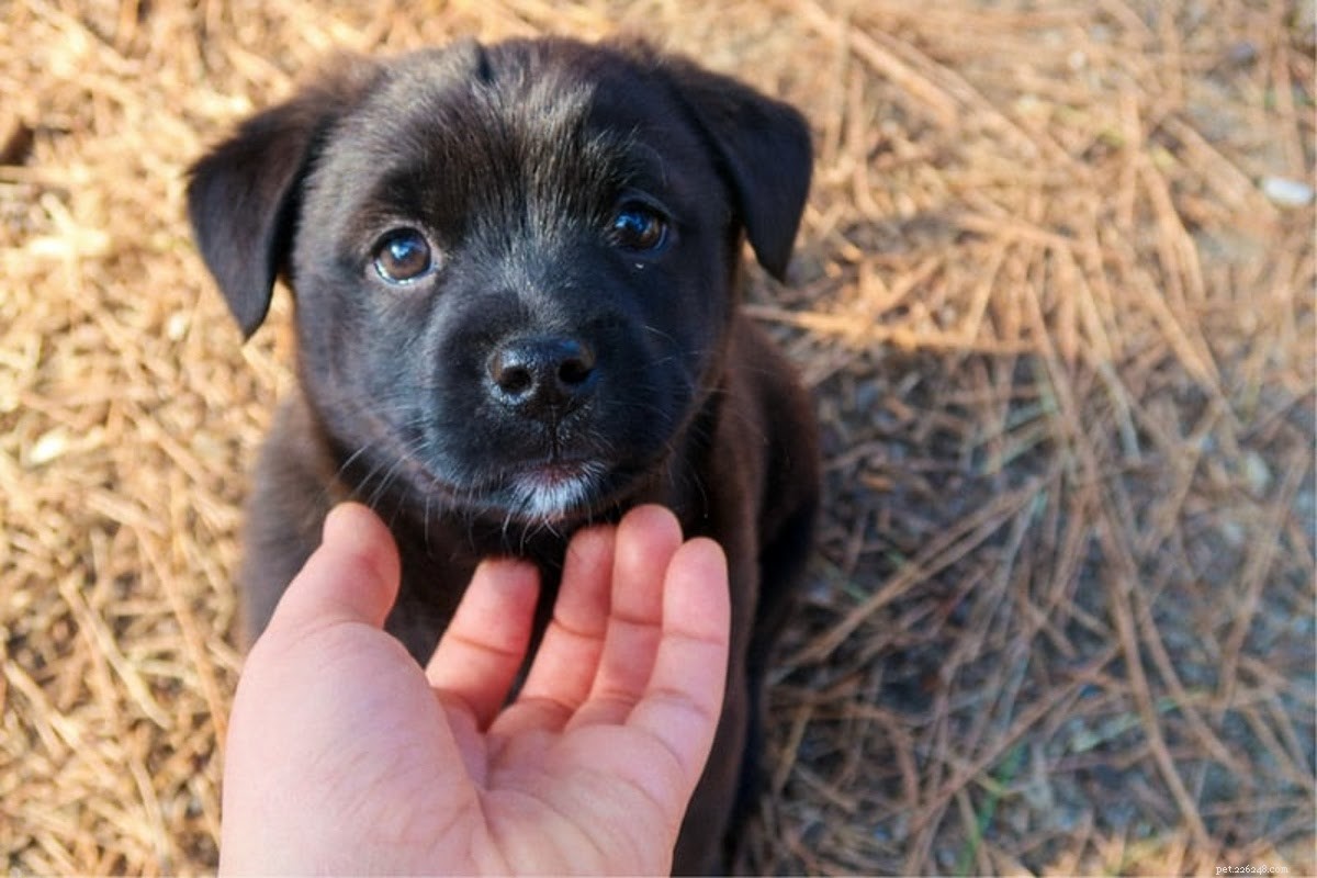 Dog Wound Spray: Definition, Benefits, and How to Choose the Best Option