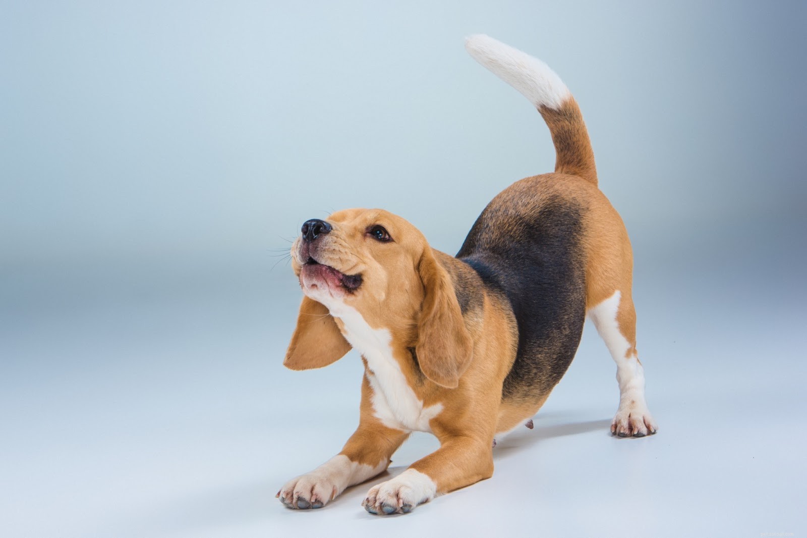 Quick & Effective Ways to Heal Your Dog’s Wound Safely