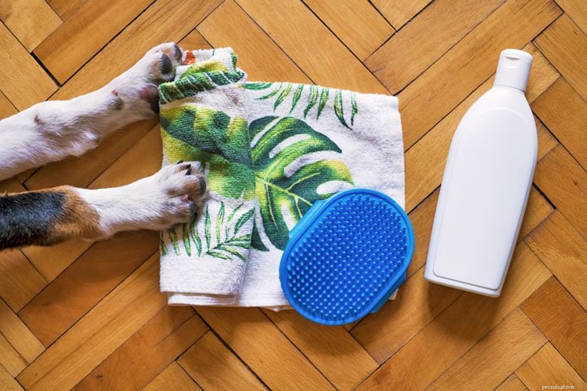 Identifying Dog Allergies: Signs, Symptoms & What to Do
