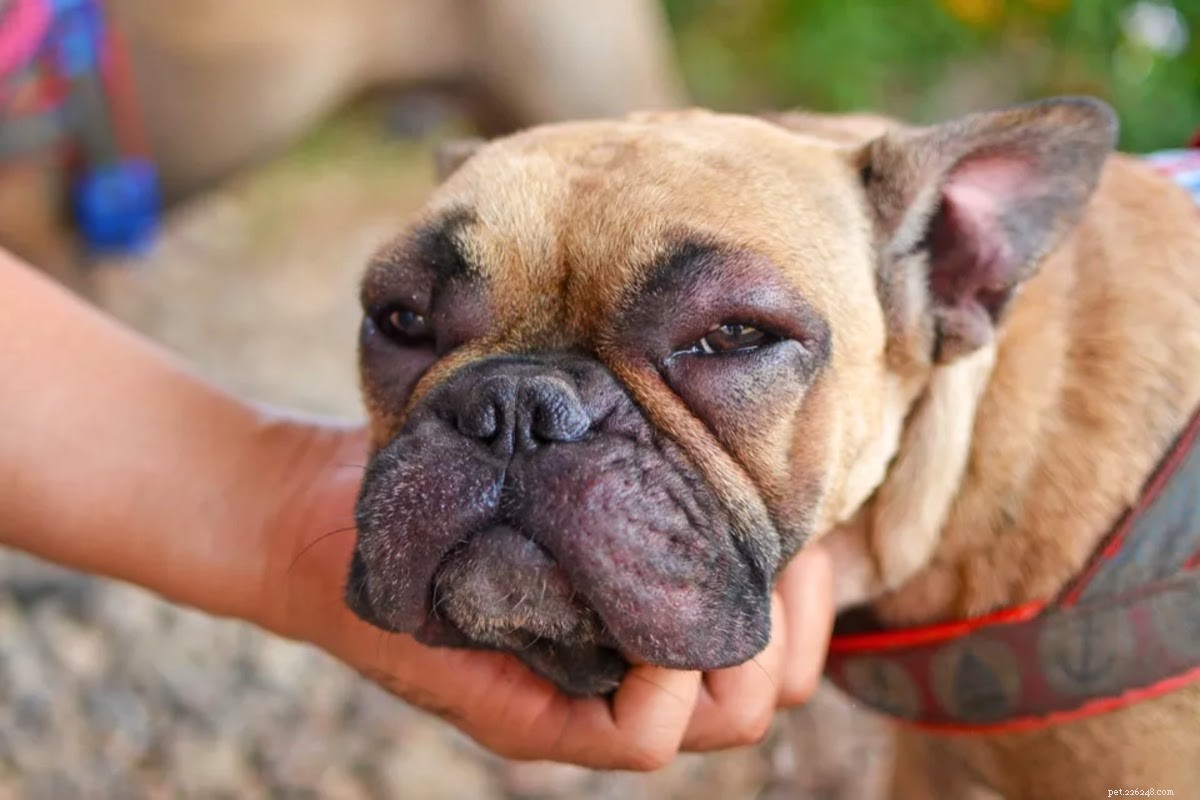 Identifying Dog Allergies: Signs, Symptoms & What to Do