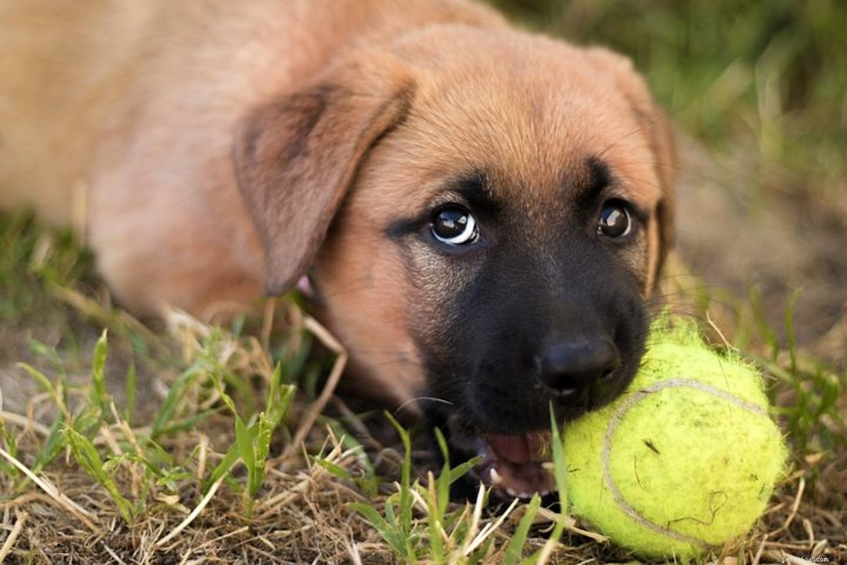 Why Your Dog Is Itching: Common Causes & Practical Solutions