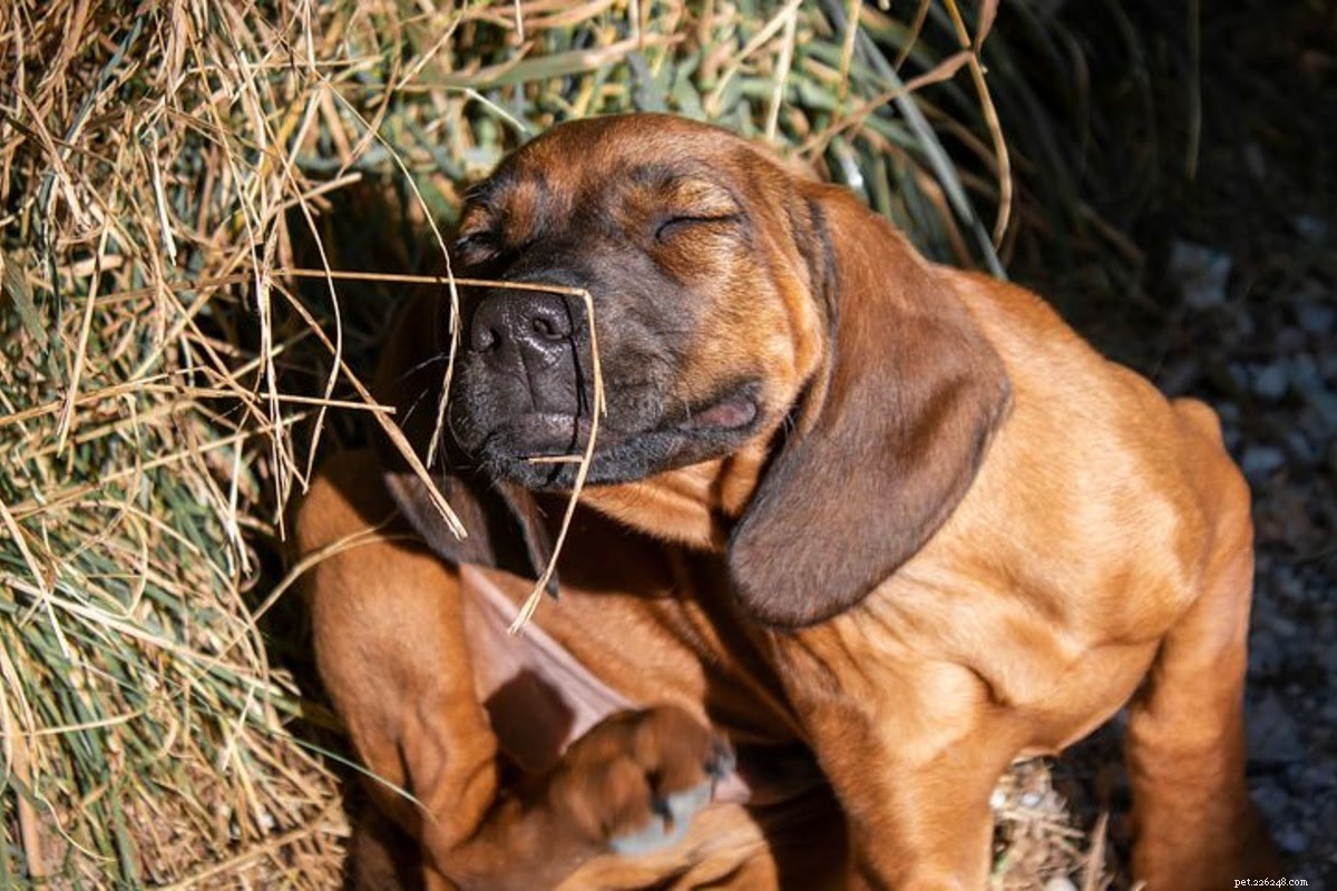Why Your Dog Is Itching: Common Causes & Practical Solutions