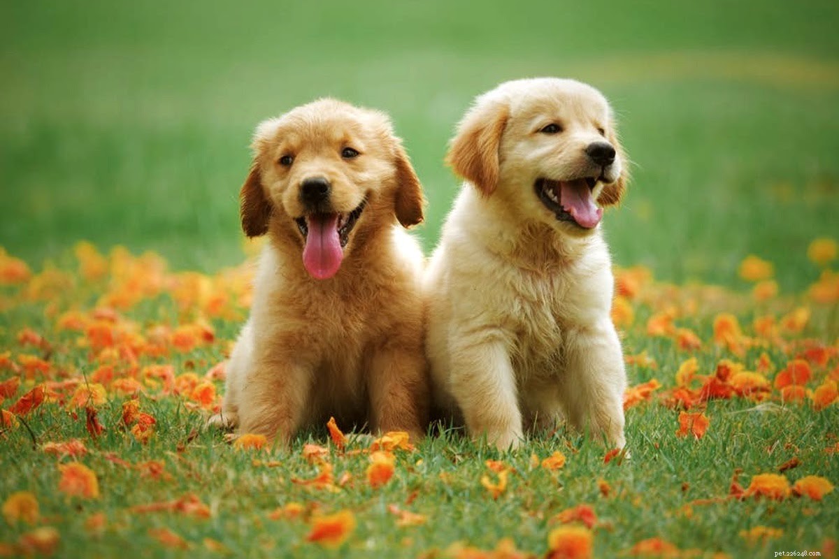 Why Your Dog Is Itching: Common Causes & Practical Solutions