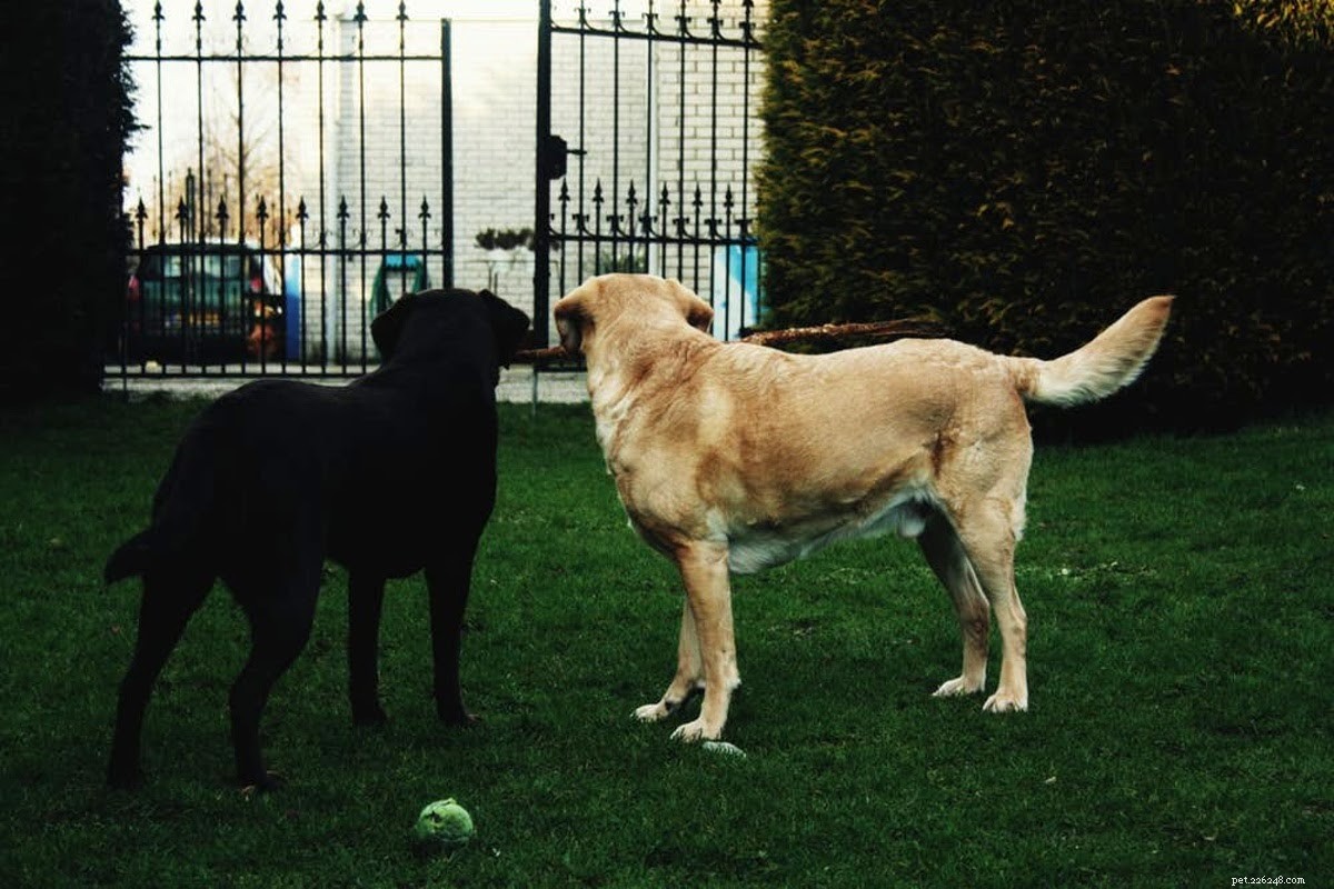 Essential Guide to Dog Proofing Your Home for New Arrivals
