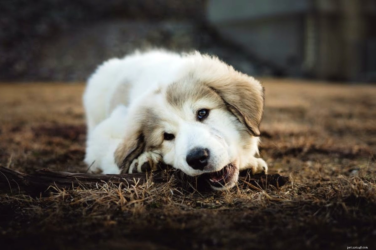 Essential Guide to Dog Proofing Your Home for New Arrivals