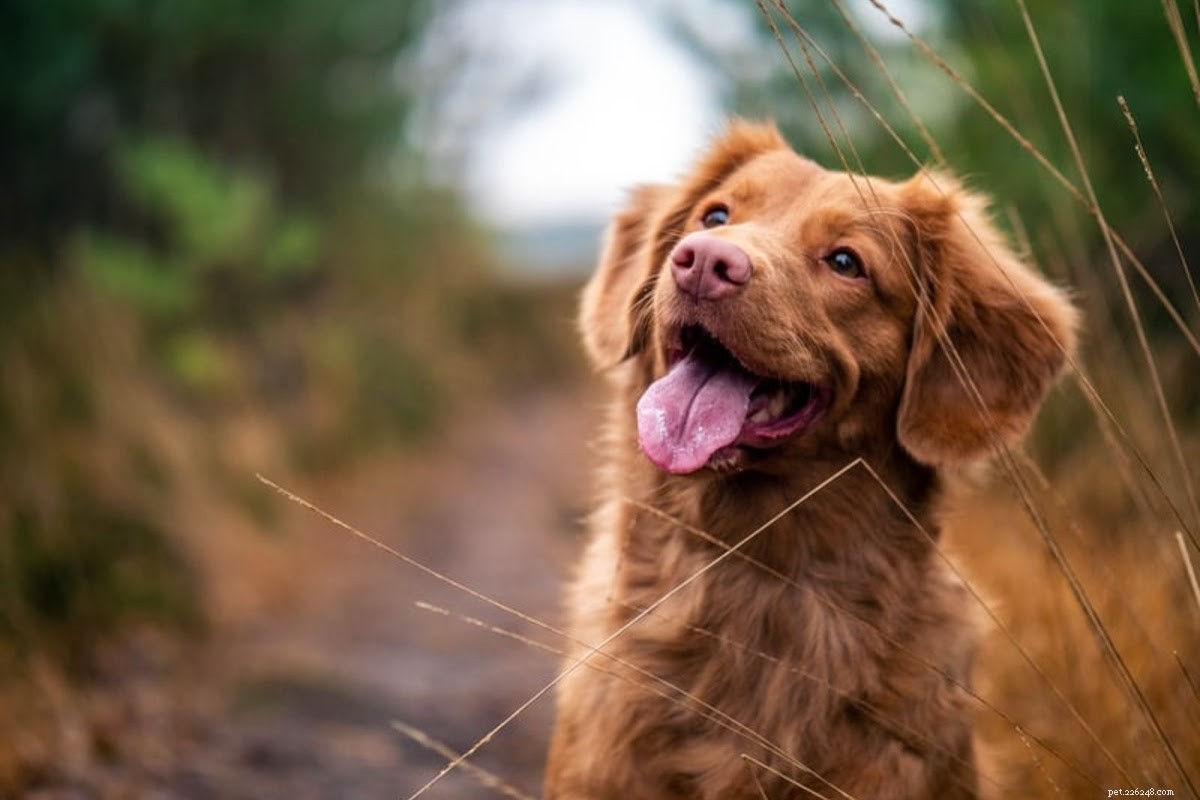 Essential Guide to Dog Proofing Your Home for New Arrivals