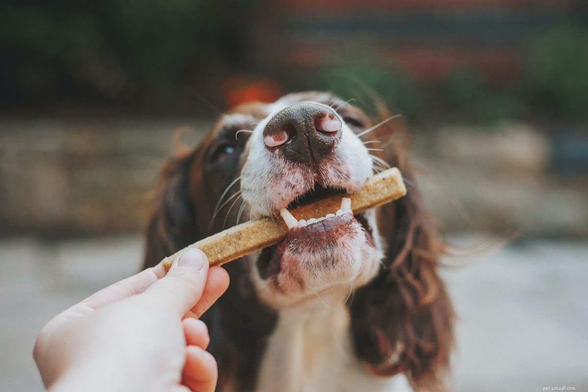 Professional Guide: Safely Trimming Your Dog’s Nails