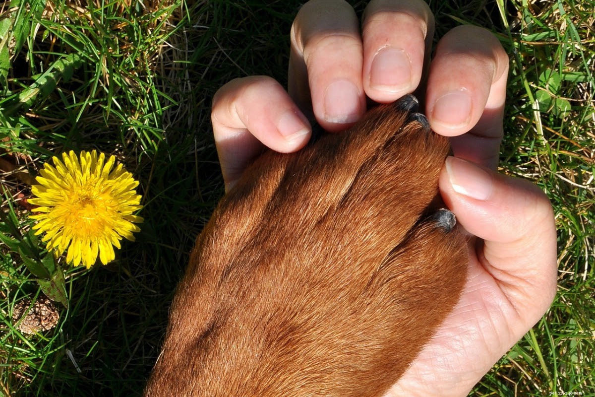 Professional Guide: Safely Trimming Your Dog’s Nails