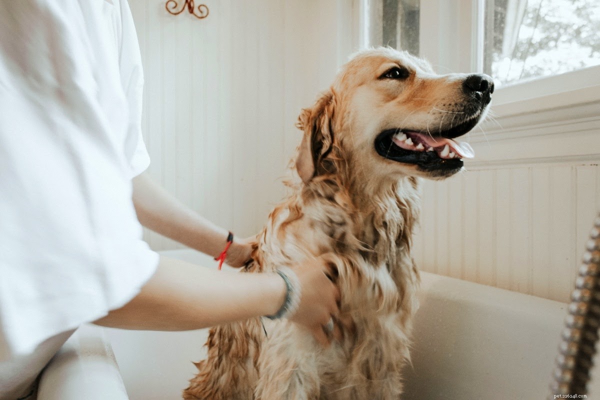 Building a Strong Bond with Your New Dog: A Step‑by‑Step Guide