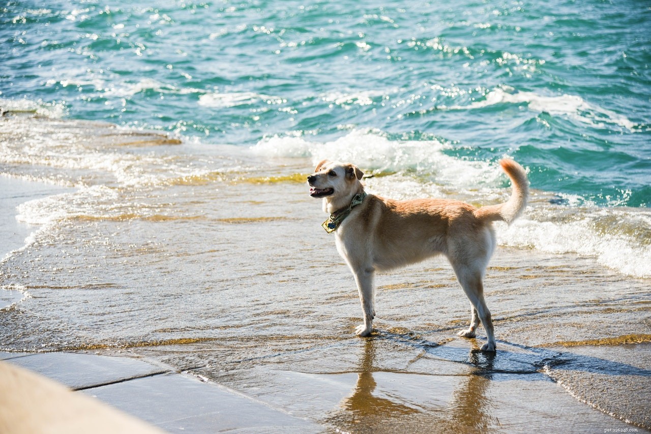 Cool & Healthy: 5 Homemade Dog Treat Recipes to Keep Your Pup Refreshingly Hydrated