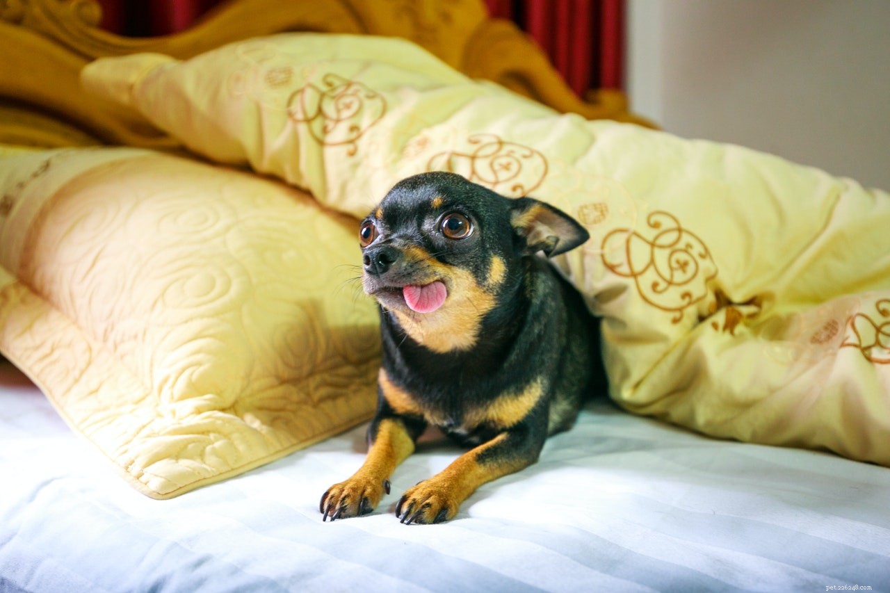 Understanding Excessive Dog Licking: Causes & How to Curb It