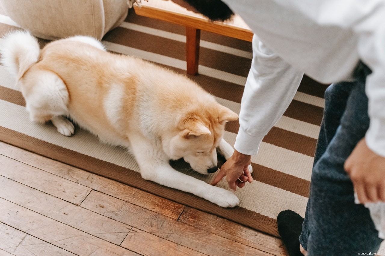 Understanding Excessive Dog Licking: Causes & How to Curb It