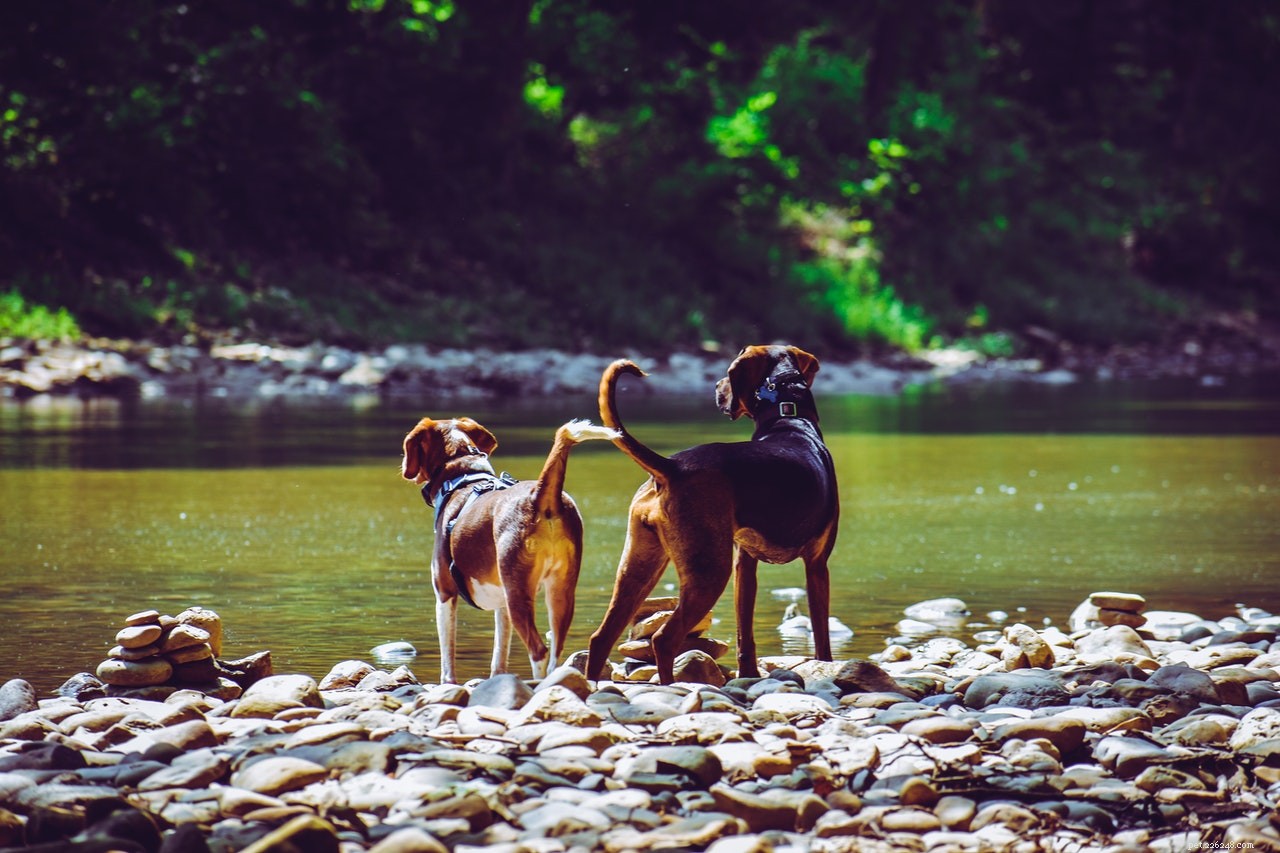 Safeguard Your Dog’s Skin from Summer Sunburn: Essential Protection Tips