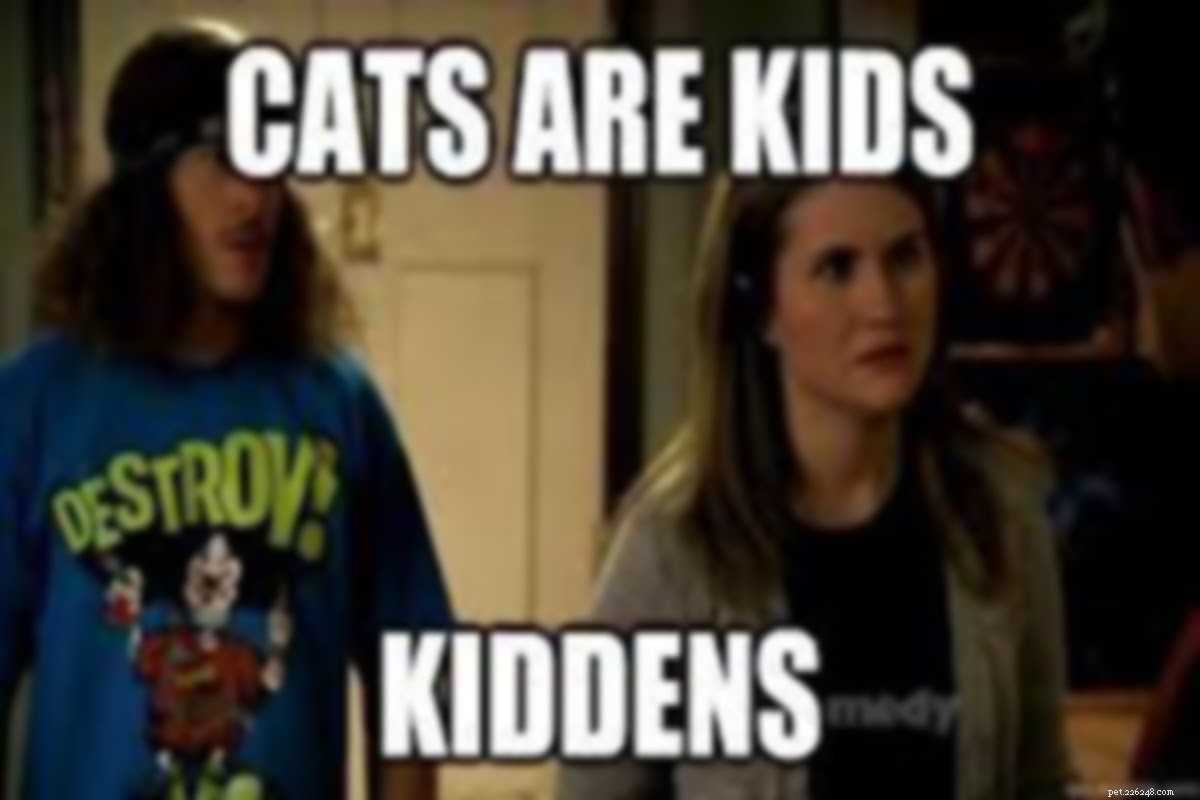 Essential Gift Guide for New Cat Owners