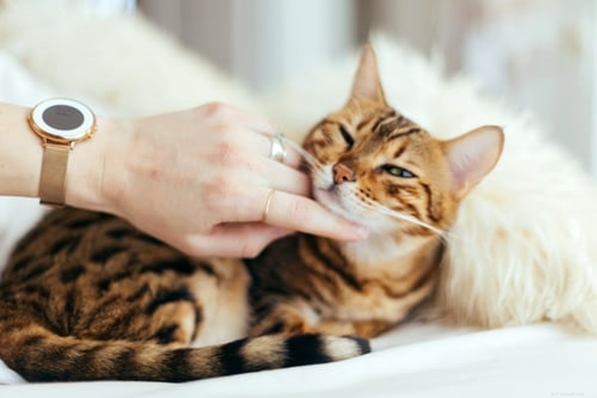 The Ultimate Holiday Gift Guide for Cat Lovers – 2024