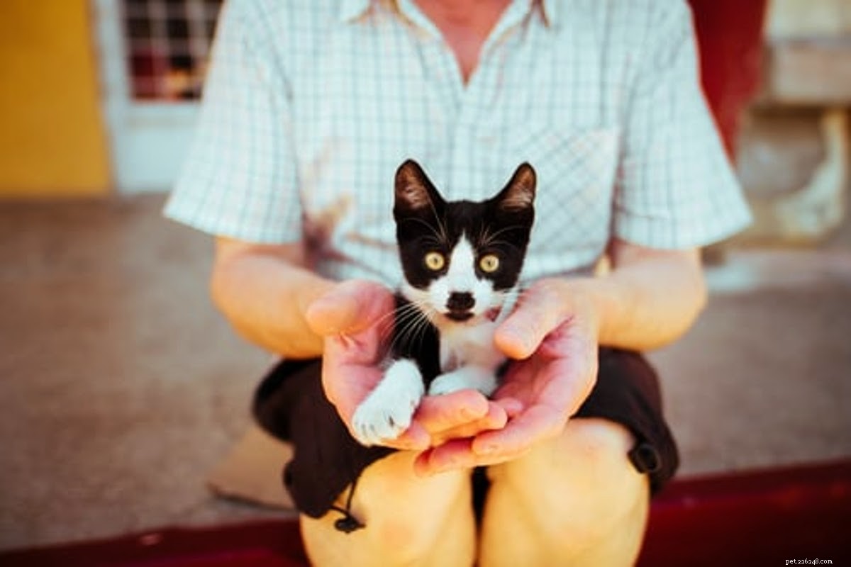 The Ultimate Holiday Gift Guide for Cat Lovers – 2024