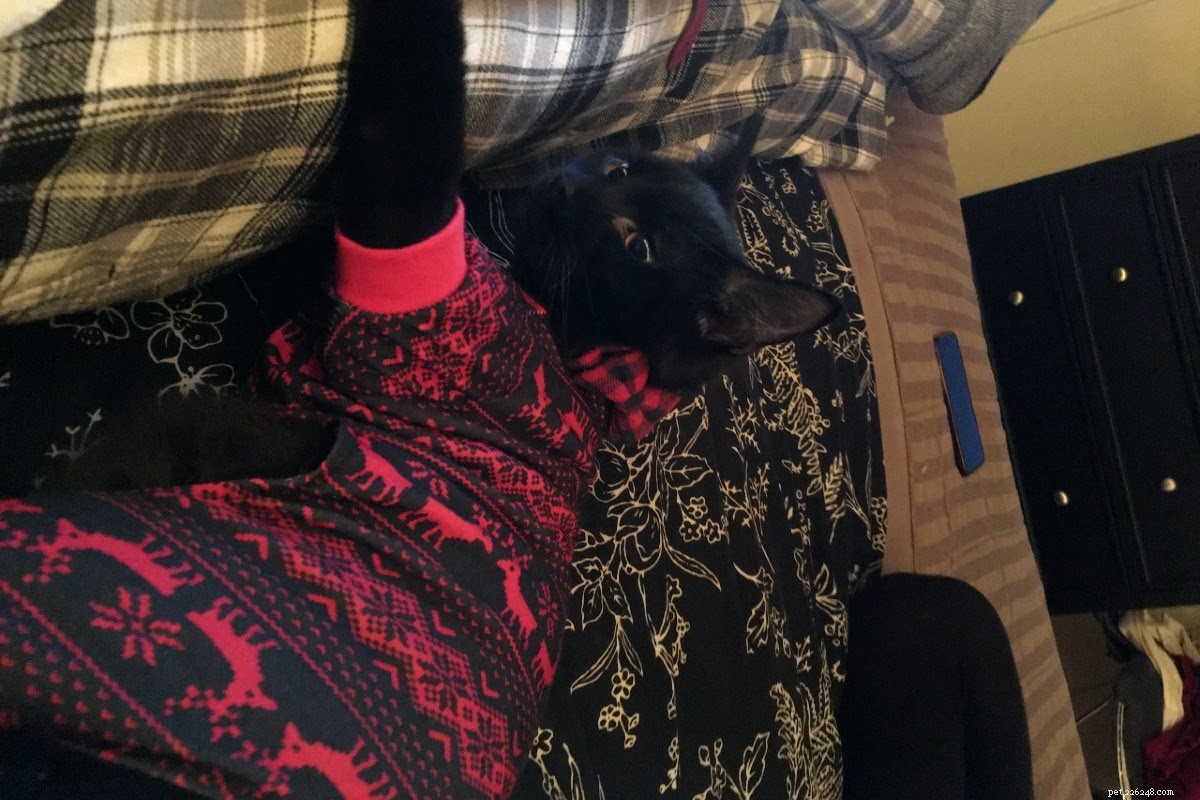 The Ultimate Holiday Gift Guide for Cat Lovers – 2024