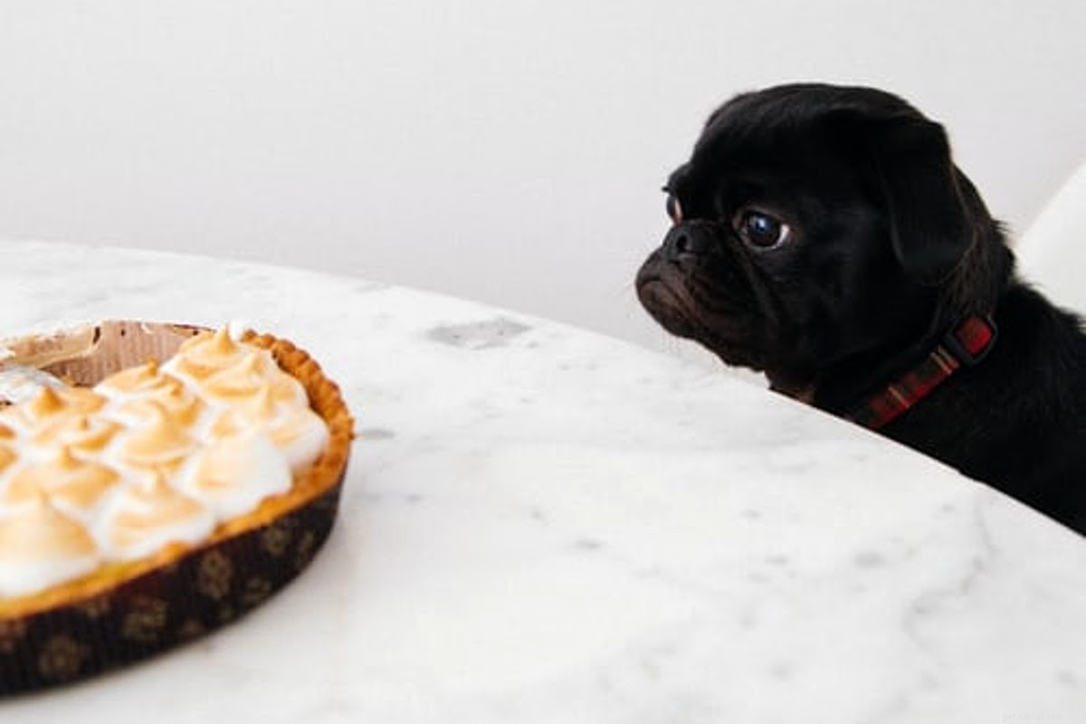 Is Turkey Safe for Dogs? Vet‑Approved Thanksgiving Menu Ideas for Pets