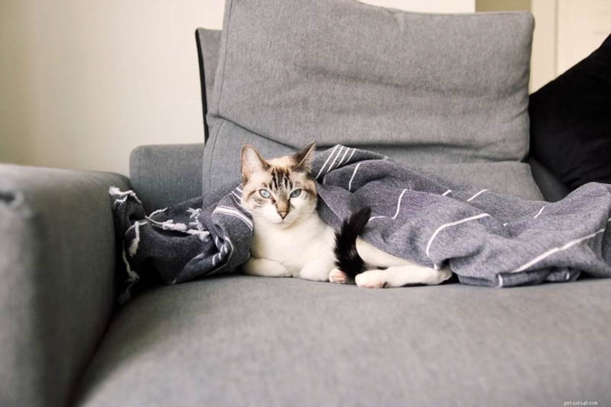 Expert Guide to Cat Bathing: Step‑by‑Step Bath Time Instructions