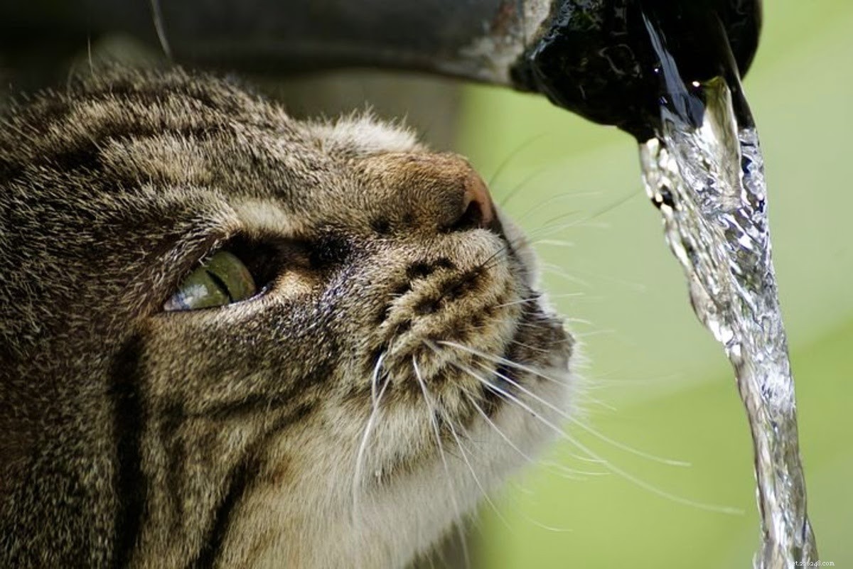 How to Bathe a Cat (Part 1): Preparing Your Feline for a Safe Bath
